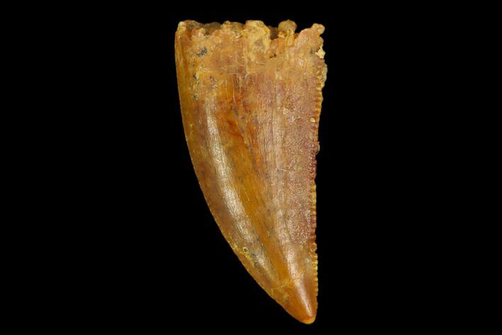 Serrated, Raptor Tooth - Real Dinosaur Tooth #124257